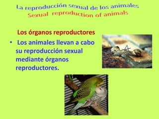• Los órganos reproductores
• Los animales llevan a cabo
  su reproducción sexual
  mediante órganos
  reproductores.
 
