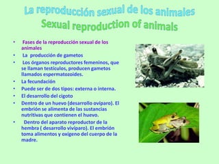 •    Fases de la reproducción sexual de los
    animales
•    La producción de gametos
•    Los órganos reproductores femeninos, que
    se llaman testículos, producen gametos
    llamados espermatozoides.
•   La fecundación
•   Puede ser de dos tipos: externa o interna.
•   El desarrollo del cigoto
•   Dentro de un huevo (desarrollo ovíparo). El
    embrión se alimenta de las sustancias
    nutritivas que contienen el huevo.
•     Dentro del aparato reproductor de la
    hembra ( desarrollo vivíparo). El embrión
    toma alimentos y oxígeno del cuerpo de la
    madre.
 