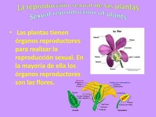 • Las plantas tienen
  órganos reproductores
  para realizar la
  reproducción sexual. En
  la mayoría de ella los
  órganos reproductores
  son las flores.
 