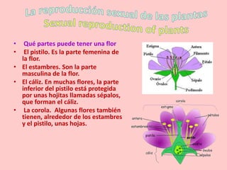 •  Qué partes puede tener una flor
•  El pistilo. Es la parte femenina de
  la flor.
• El estambres. Son la parte
  masculina de la flor.
• El cáliz. En muchas flores, la parte
  inferior del pistilo está protegida
  por unas hojitas llamadas sépalos,
  que forman el cáliz.
• La corola. Algunas flores también
  tienen, alrededor de los estambres
  y el pistilo, unas hojas.
 