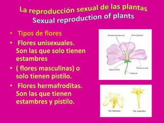 • Tipos de flores
• Flores unisexuales.
  Son las que solo tienen
  estambres
• ( flores masculinas) o
  solo tienen pistilo.
• Flores hermafroditas.
  Son las que tienen
  estambres y pistilo.
 