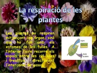 Les plantes no respiren
mitjançant cap òrgan, sinó
que ho fan amb els
estomes de les fulles. A
l’interior l’aire recorre els
espais entre les cèl·lules
i realitza directament
l’intercanvi de gasos.
 