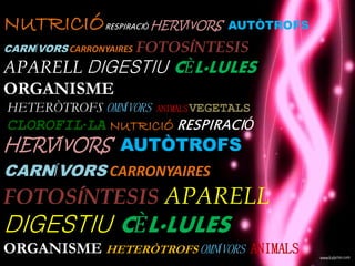 NUTRICIÓRESPIRACIÓ HERVÍvORS AUTÒTROFS
CARNÍVORS CARRONYAIRES FOTOSÍNTESIS
APARELL DIGESTIU CÈL·LULES
ORGANISME
HETERÒTROFS OMNÍVORS ANIMALSVEGETALS
CLOROFIL·LA NUTRICIÓ RESPIRACIÓ
HERVÍvORS AUTÒTROFS
CARNÍVORS CARRONYAIRES
FOTOSÍNTESIS APARELL
DIGESTIU CÈL·LULES
ORGANISME HETERÒTROFS OMNÍVORS ANIMALS
 
