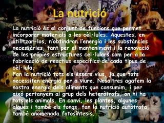 La nutrició és el conjunt de funcions que permet
incorporar materials a les cèl·lules. Aquestes, en
utilitzar-los, n’obtindran l’energia i les substàncies
necessàries, tant per al manteniment i la renovació
de les pròpies estructures cel·lulars com per a la
fabricació de reactius específics de cada tipus de
cèl·lula.
Fan la nutrició tots els éssers vius, ja que tots
necessiten energia per a viure. Nosaltres agafem la
nostra energia dels aliments que consumim, i per
això pertanyem al grup dels heteròtrofs, on hi ha
tots els animals. En canvi, les plantes, algunes
algues i també els fongs, fan la nutrició autòtrofa,
també anomenada fotosíntesis.
 