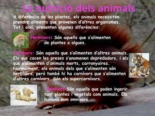 A diferència de les plantes, els animals necessiten
prendre aliments que provenen d’altres organismes.
Tot i així, presenten algunes diferències:
Herbívors: Són aquells que s’alimenten
de plantes o algues.
Carnívors: Són aquells que s’alimenten d’altres animals.
Els que cacen les preses s’anomenen depredadors, i els
que s’alimenten d’animals morts, carronyaires.
Normalment, els animals dels que s’alimenten són
herbívors, però també hi ha carnívors que s’alimenten
d’altres carnívors. Són els supercarnívors.
Omnívors:Són aquells que poden ingerir
tant plantes i vegetals com animals. Els
humans som omnívors.
 