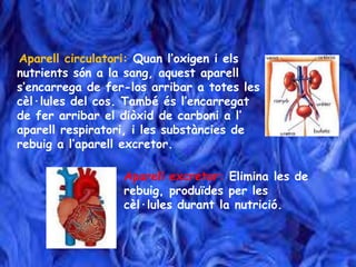 Aparell circulatori: Quan l’oxigen i els
nutrients són a la sang, aquest aparell
s’encarrega de fer-los arribar a totes les
cèl·lules del cos. També és l’encarregat
de fer arribar el diòxid de carboni a l’
aparell respiratori, i les substàncies de
rebuig a l’aparell excretor.
Aparell excretor: Elimina les de
rebuig, produïdes per les
cèl·lules durant la nutrició.
 