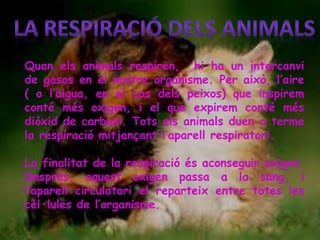 Quan els animals respiren, hi ha un intercanvi
de gasos en el nostre organisme. Per això, l’aire
( o l’aigua, en el cas dels peixos) que inspirem
conté més oxigen, i el que expirem conté més
diòxid de carboni. Tots els animals duen a terme
la respiració mitjançant l’aparell respiratori.
La finalitat de la respiració és aconseguir oxigen.
Després, aquest oxigen passa a la sang, i
l’aparell circulatori el reparteix entre totes les
cèl·lules de l’organisme.
 