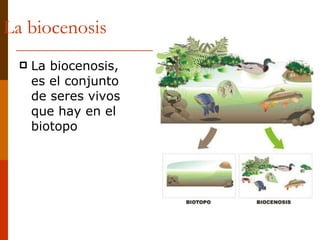 La biocenosis <ul><li>La biocenosis, es el conjunto de seres vivos que hay en el biotopo </li></ul>