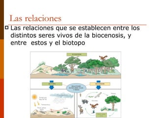 Las relaciones <ul><li>Las relaciones que se establecen entre los distintos seres vivos de la biocenosis, y entre  estos y...