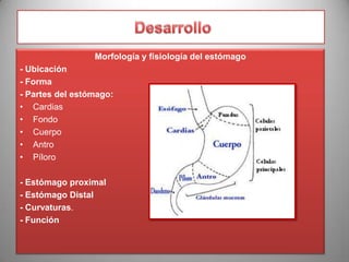 Morfología y fisiología del estómago
- Ubicación
- Forma
- Partes del estómago:
• Cardias
• Fondo
• Cuerpo
• Antro
• Píloro
- Estómago proximal
- Estómago Distal
- Curvaturas.
- Función

 