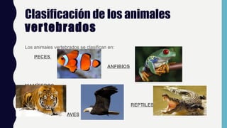 Clasificación de los animales
vertebrados
Los animales vertebrados se clasifican en:
PECES
ANFIBIOS
MAMÍFEROS
REPTILES
AVES
 