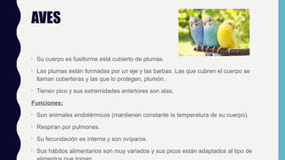 AVES
•
Su cuerpo es fusiforme está cubierto de plumas.
•
Las plumas están formadas por un eje y las barbas. Las que cubren el cuerpo se
llaman coberteras y las que lo protegen, plumón.
•
Tienen pico y sus extremidades anteriores son alas.
Funciones:
•
Son animales endotérmicos (mantienen constante la temperatura de su cuerpo).
•
Respiran por pulmones.
•
Su fecundación es interna y son ovíparos.
•
Sus hábitos alimentarios son muy variados y sus picos están adaptados al tipo de
 