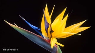 Bird of Paradise
 