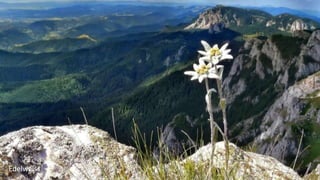 Edelweiss
 