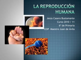 La reproducción humana Jesús Casero Bustamante Curso 2010 / 11 6º de Primaria CEIP  Maestro Juan de Ávila  