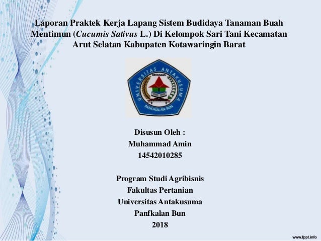 Budidaya Tanaman Mentimun