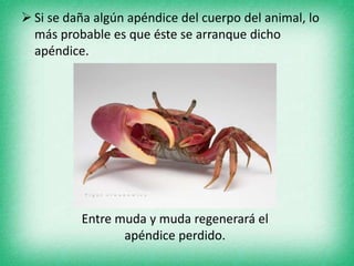  Si se daña algún apéndice del cuerpo del animal, lo
más probable es que éste se arranque dicho
apéndice.
Entre muda y muda regenerará el
apéndice perdido.
 