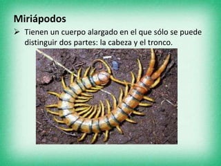 Miriápodos
 Tienen un cuerpo alargado en el que sólo se puede
distinguir dos partes: la cabeza y el tronco.
 