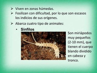  Viven en zonas húmedas.
 Fosilizan con dificultad, por lo que son escasos
los indicios de sus orígenes.
 Abarca cuatro tipo de animales:
• Sínfilos
Son miriápodos
muy pequeños
(2-10 mm), que
tienen el cuerpo
blando dividido
en cabeza y
tronco.
 