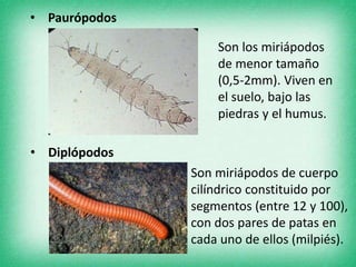 • Paurópodos
• Diplópodos
Son los miriápodos
de menor tamaño
(0,5-2mm). Viven en
el suelo, bajo las
piedras y el humus.
Son miriápodos de cuerpo
cilíndrico constituido por
segmentos (entre 12 y 100),
con dos pares de patas en
cada uno de ellos (milpiés).
 