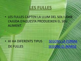 LES FULLES
• LES FULLES CAPTEN LA LLUM DEL SOL I AMB
L’AJUDA D’AQUESTA PRODUEIXEN EL SEU
ALIMENT.

• HI HA DIFERENTS TIPUS
DE FULLES

SEGONS LA FORMA
SEGONS EL MARGE

 