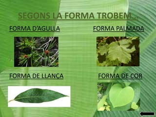 SEGONS LA FORMA TROBEM…
FORMA D’AGULLA

FORMA PALMADA

FORMA DE LLANÇA

FORMA DE COR

 