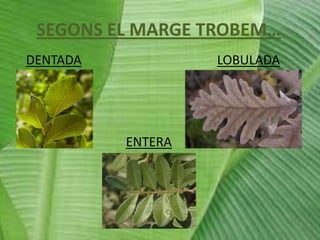 SEGONS EL MARGE TROBEM…
DENTADA

LOBULADA

ENTERA

 
