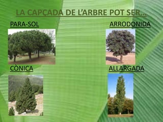 LA CAPÇADA DE L’ARBRE POT SER…
PARA-SOL

ARRODONIDA

CÒNICA

ALLARGADA

 