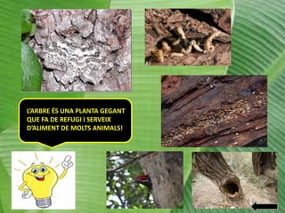 L’ARBRE ÉS UNA PLANTA GEGANT
QUE FA DE REFUGI I SERVEIX
D’ALIMENT DE MOLTS ANIMALS!

 
