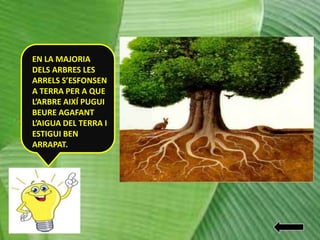 EN LA MAJORIA
DELS ARBRES LES
ARRELS S’ESFONSEN
A TERRA PER A QUE
L’ARBRE AIXÍ PUGUI
BEURE AGAFANT
L’AIGUA DEL TERRA I
ESTIGUI BEN
ARRAPAT.

 