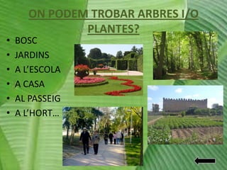 •
•
•
•
•
•

ON PODEM TROBAR ARBRES I/O
PLANTES?
BOSC
JARDINS
A L’ESCOLA
A CASA
AL PASSEIG
A L’HORT…

 