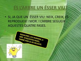 ÉS L’ARBRE UN ÉSSER VIU?
• SI, JA QUE UN ÉSSER VIU: NEIX, CREIX, ES
REPRODUEIX I MOR. I L’ARBRE SEGUEIX
AQUESTES QUATRE FASES.

 