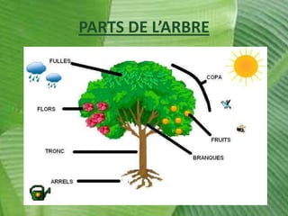PARTS DE L’ARBRE

 