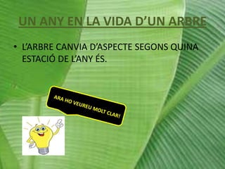 UN ANY EN LA VIDA D’UN ARBRE
• L’ARBRE CANVIA D’ASPECTE SEGONS QUINA
ESTACIÓ DE L’ANY ÉS.

 