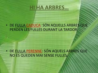 HI HA ARBRES…
• DE FULLA CADUCA: SÓN AQUELLS ARBRES QUE
PERDEN LES FULLES DURANT LA TARDOR.

• DE FULLA PERENNE: SÓN AQUELS ARBRES QUE
NO ES QUEDEN MAI SENSE FULLES.

 