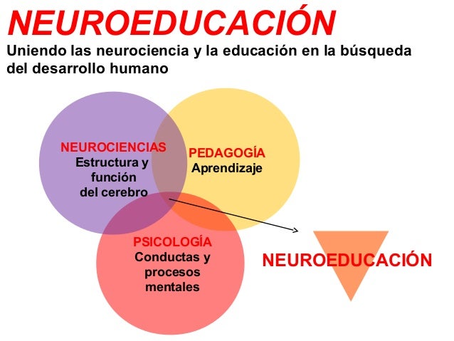 Resultado de imagen para NEUROCIENCIA EDUCACIONAL