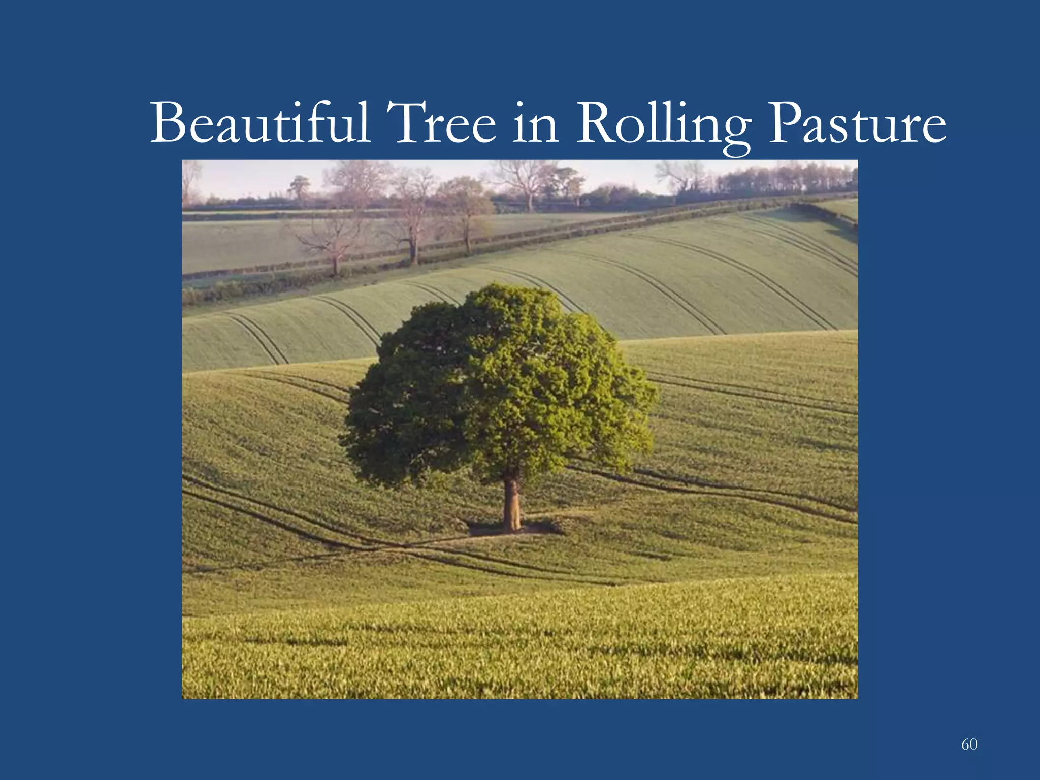 Beautiful Tree in Rolling Pasture
60
 