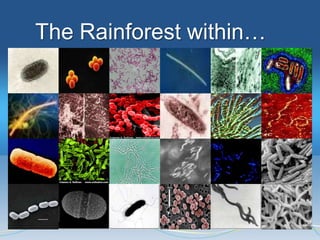 The Rainforest within…
 