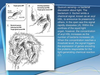 Quorum sensing—a bacterial
discussion about light. The
bacterium V. fischeri emits a
chemical signal, known as an acyl
HSL, to announce its presence to
others. In the open sea this signal
rapidly dissipates (A). Within the
confines of the squid light
organ, however, the concentration
of acyl HSL increases as the
number of bacteria increases (B).
When the concentration reaches a
threshold level, the signal triggers
the expression of genes encoding
the proteins responsible for the
light-generating chemical reaction
(C).
 