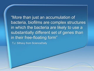 ―More than just an accumulation of
bacteria, biofilms are complex structures
in which the bacteria are likely to use a
substantially different set of genes than
in their free-floating form‖
T.J. Silhavy from ScienceDaily
 