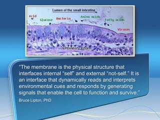―The membrane is the physical structure that
interfaces internal ―self‖ and external ―not-self.‖ It is
an interface that dynamically reads and interprets
environmental cues and responds by generating
signals that enable the cell to function and survive.‖
Bruce Lipton, PhD
 