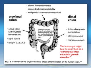 The human gut might
best be described as a
“continuous-flow
microbial growth
chamber”
 