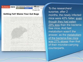 To the researchers'
surprise, after 2
months, the newly infected
mice were 42% fatter, even
though they had eaten
29% less than the bacteria-
free mice. And fast
metabolism wasn't the
answer, as the metabolism
of the bacteria-free mice
was 27% slower than that
of their microbe-carrying
counterparts.
 