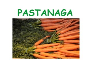 PASTANAGA 
 