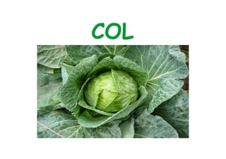 COL 
 