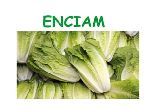 ENCIAM 
 