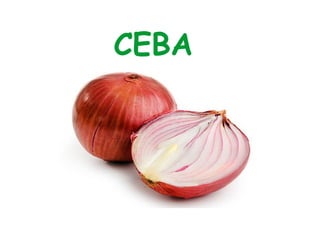 CEBA 
 