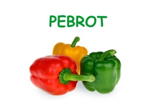 PEBROT 
 