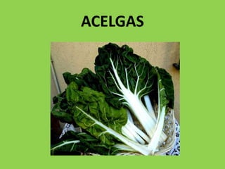 ACELGAS
 