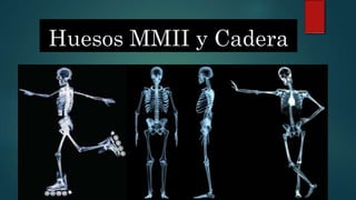 Huesos MMII y Cadera
 